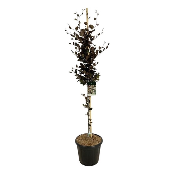 <h4>Fagus syl. 'Dawyck Purple'</h4>