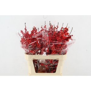 ILEX VE RODE BES 080CM