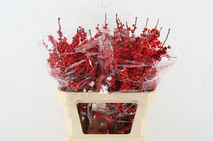 <h4>ILEX VE RODE BES 080CM</h4>