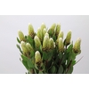 Protea Ayoba Little Lady White