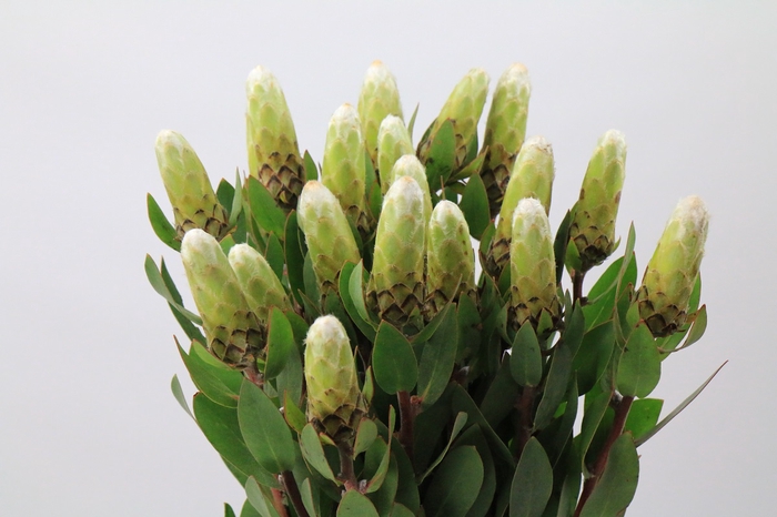 Protea Ayoba Little Lady White