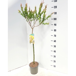SALIX IN HAKURO NISH