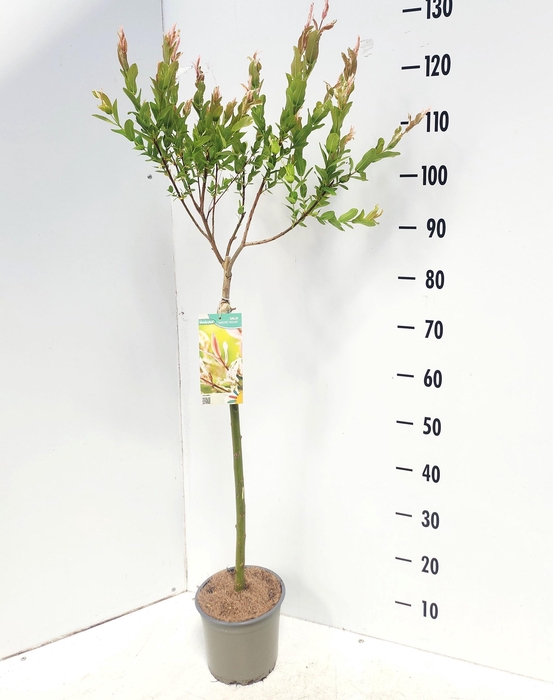 <h4>SALIX IN HAKURO NISH</h4>