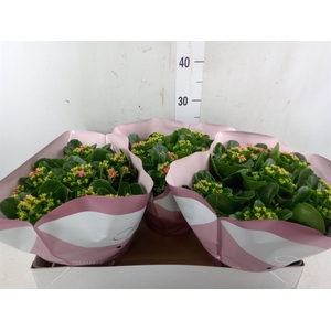 Kalanchoe blos. 'Favor Bella Rosa'