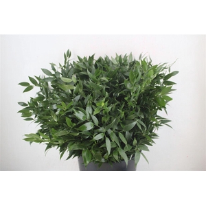 Ruscus Short 400gr P Bunch