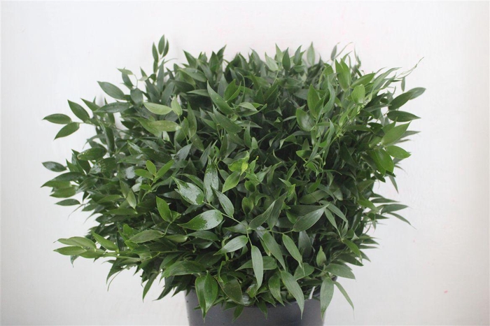 <h4>Ruscus Short 400gr P Bunch</h4>
