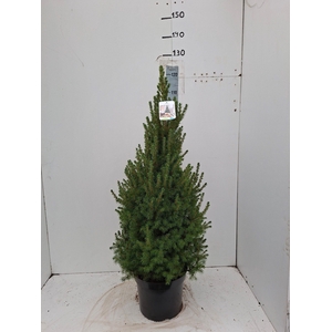 PICEA GL CONICA