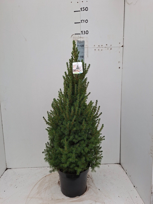<h4>PICEA GL CONICA</h4>