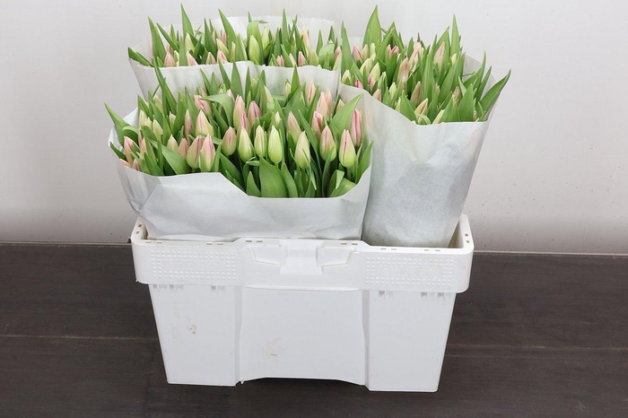 <h4>Tu En Ganders Rhapso</h4>