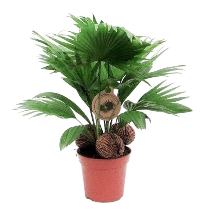 <h4>Livistona rotundifolia</h4>