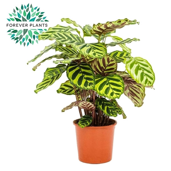 <h4>Calathea Makoyana p14</h4>