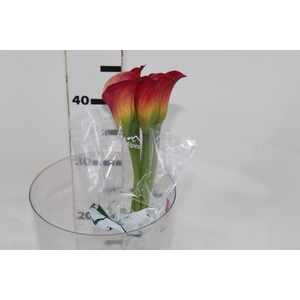 CALLA RAMONA 040 CM