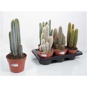 Cactus mix 17Ø 50cm