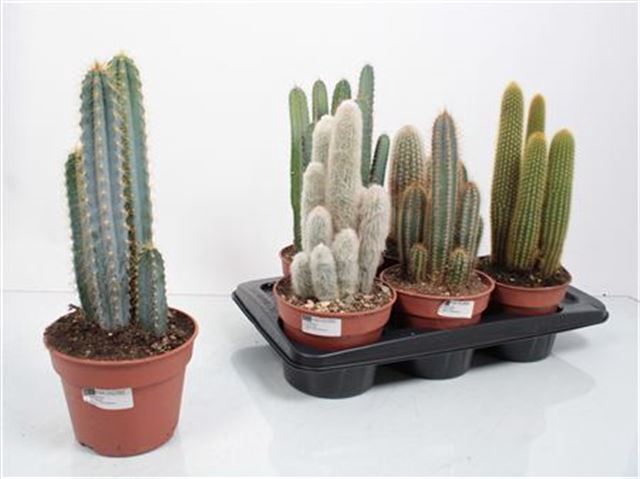Cactus mix 17Ø 50cm