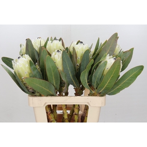 Protea Barbigera Ice Queen Air