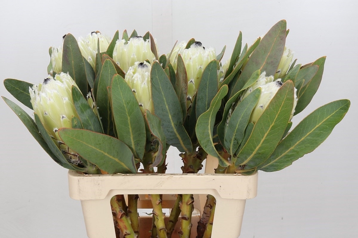 <h4>Protea Barbigera Ice Queen Air</h4>