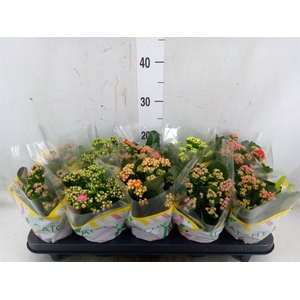 Kalanchoe blos.   ..rosebud mix  5