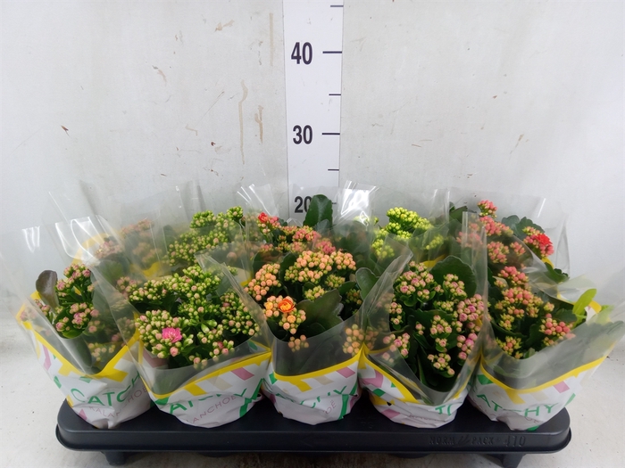 <h4>Kalanchoe blos.   ..rosebud mix  5</h4>