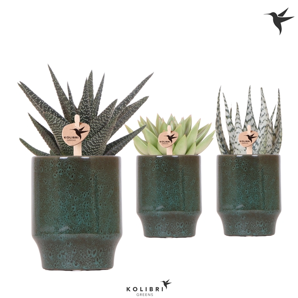 <h4>Kolibri Greens Succulent mix in Classy pot green</h4>