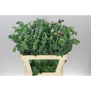 Papaver Overig
