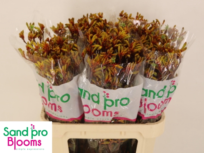 <h4>ANIGOZ YELLOW GEM</h4>