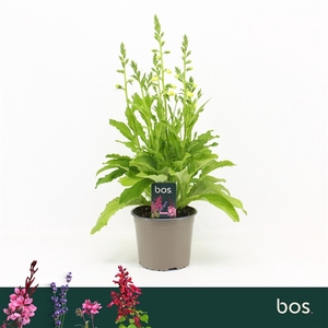Digitalis Purpurea, Hanabee White