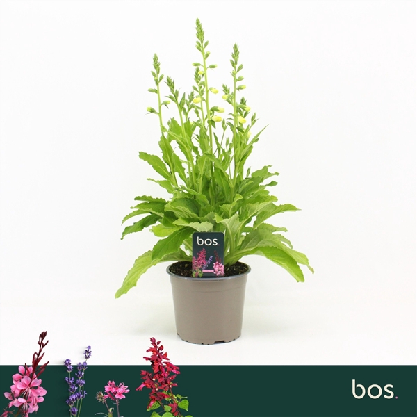<h4>Digitalis Purpurea, Hanabee White</h4>