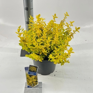 Euonymus fortunei Goldy