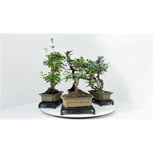 Bonsai mix, indoor, 20 cm., shape, with table