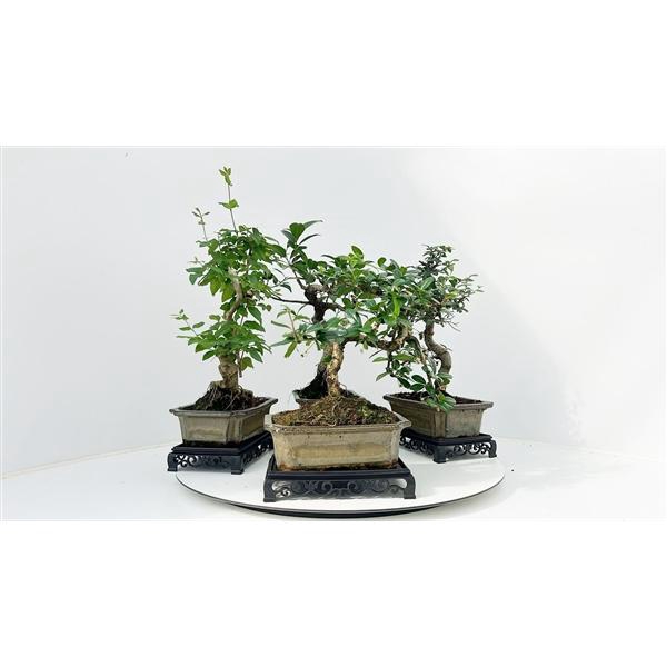 <h4>Bonsai mix, indoor, 20 cm., shape, with table</h4>