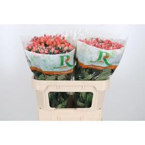 Hyp Mag Roy Princess