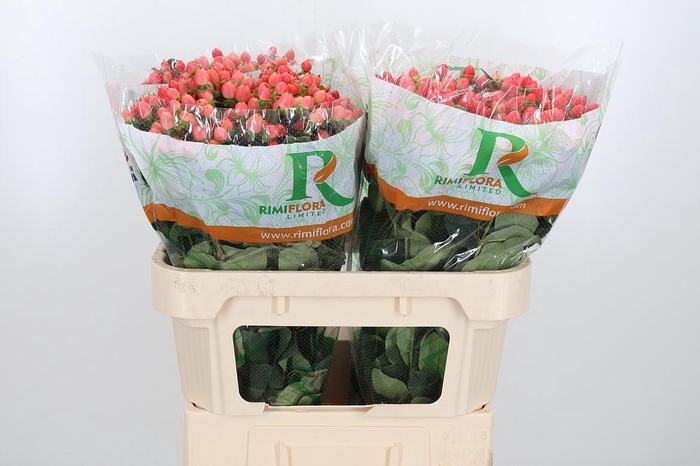 <h4>Hyp Mag Roy Princess</h4>