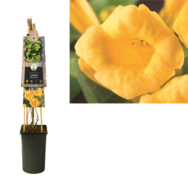 <h4>Campsis radicans 'Flava' 3.0 label</h4>