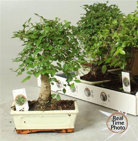 <h4>Bonsai Gem</h4>