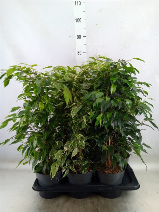 <h4>Ficus benja.   ...mix</h4>