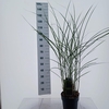 Miscanthus sinensis Gracillimus