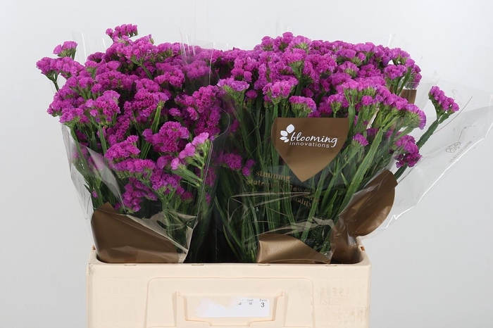 <h4>Lim S Heart Wings</h4>