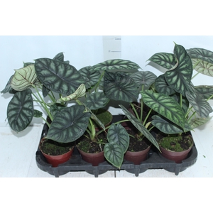 ALOCASIA DRAGON SCALE P12