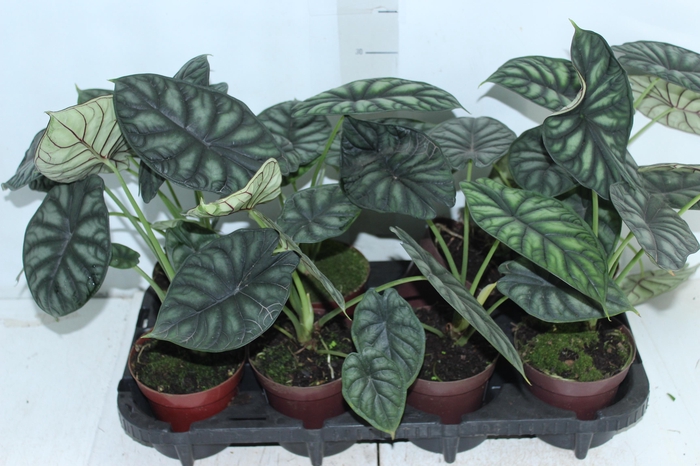 <h4>ALOCASIA DRAGON SCALE P12</h4>