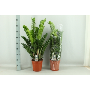 ZAMIO ZAMIIFOLIA