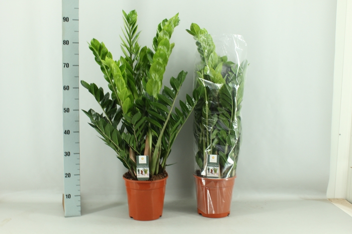 <h4>ZAMIO ZAMIIFOLIA</h4>