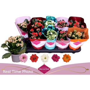 KALAN CALAN MIX PERFECTA