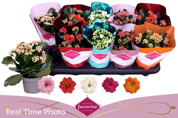 <h4>KALAN CALAN MIX PERFECTA</h4>