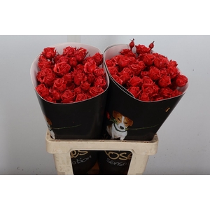 Wax-Rozen Wax Tros Lichtrood