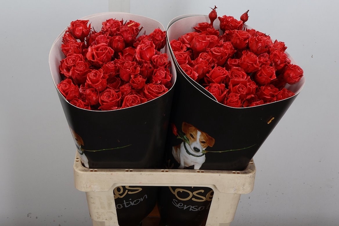 Wax-Rozen Wax Tros Lichtrood