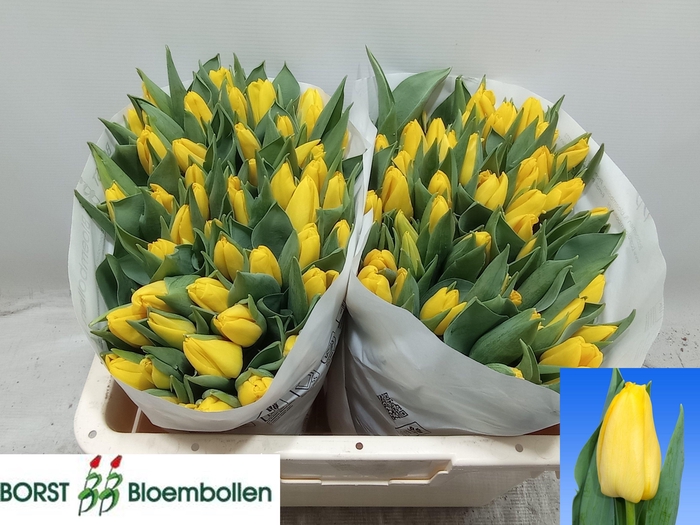 <h4>TU EN LIONS GLORY</h4>