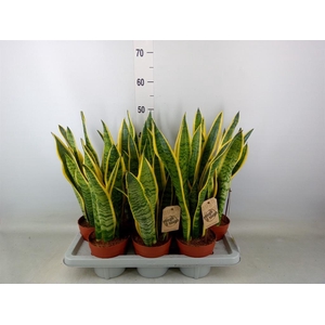 Sansevieria trifa. 'Laurentii'