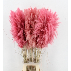 CORTA SELLOAN KLB H%