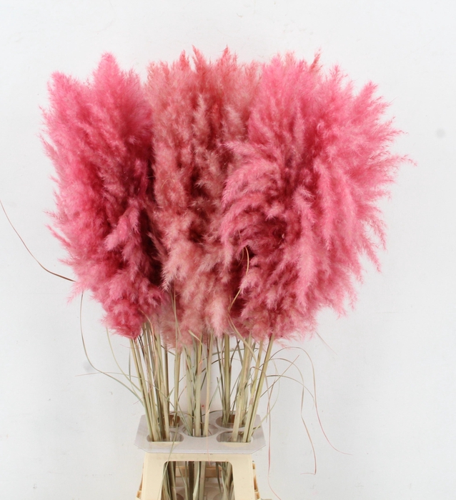 <h4>CORTA SELLOAN KLB H%</h4>