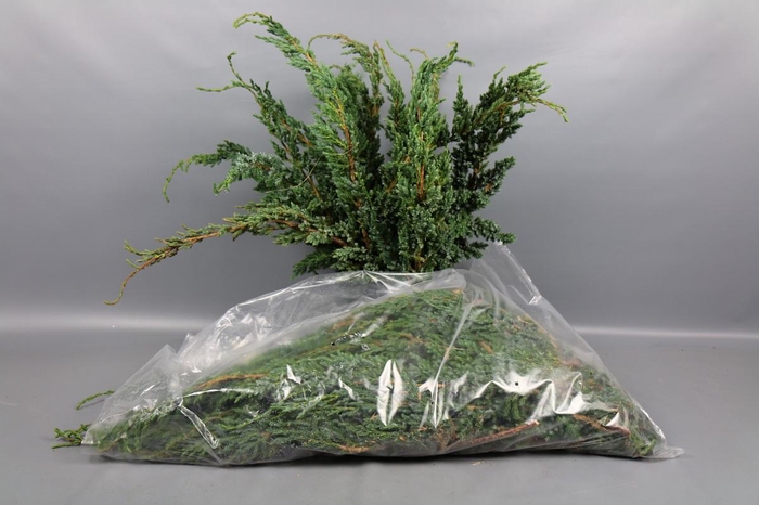 <h4>Coniferen Per Bunch Meyeri</h4>